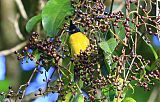 Black-crested Bulbul